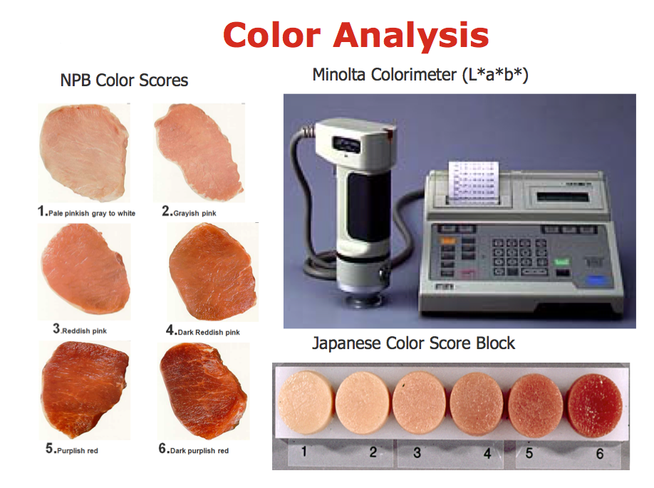 Achieving high-quality pork: Superior genetics & proper animal-carcass ...